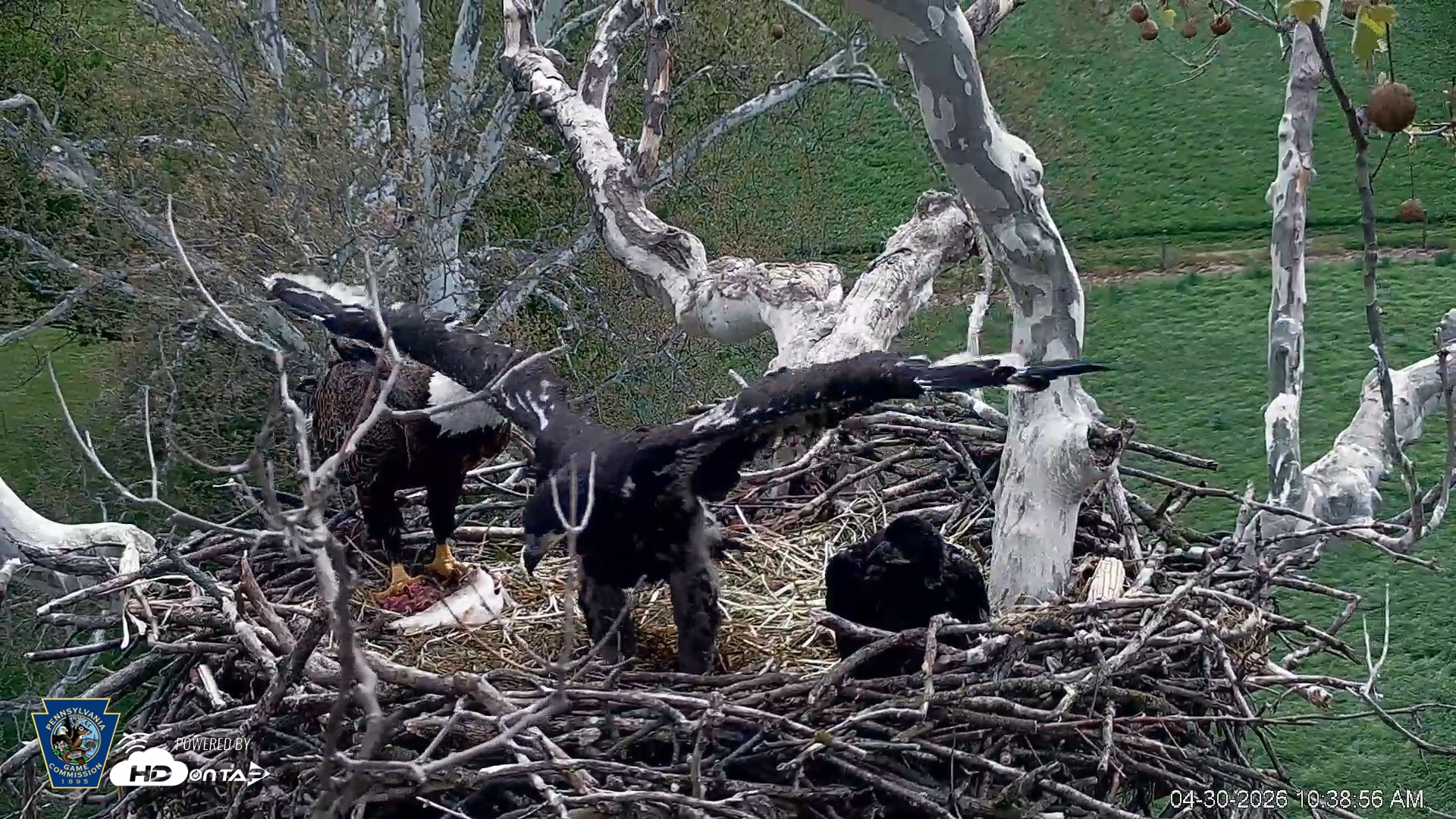 Snapshot of PA Farm Country Eagles Live Cams taken Apr 30, 2026, 10:40am EDT