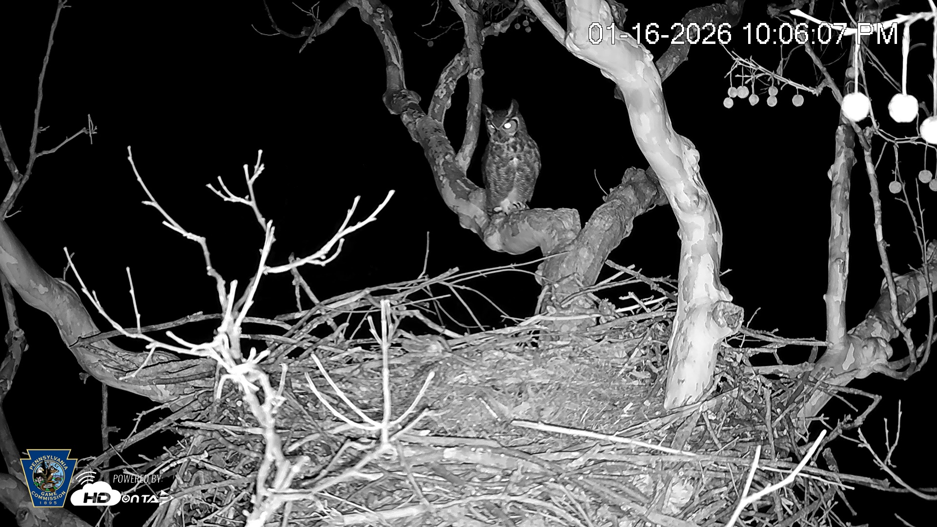 Snapshot of PA Farm Country Eagles Live Cams taken Jan 16, 2026, 10:07pm EST