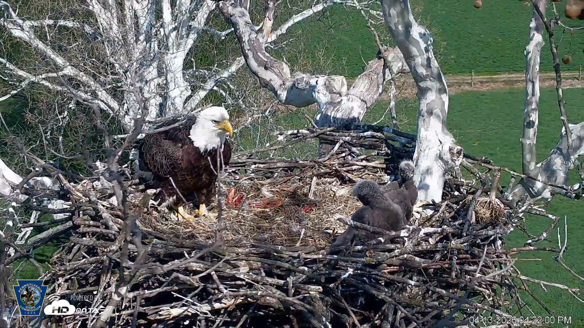 Snapshot of PA Farm Country Eagles Live Cams taken Apr 13, 2026, 4:22pm EDT
