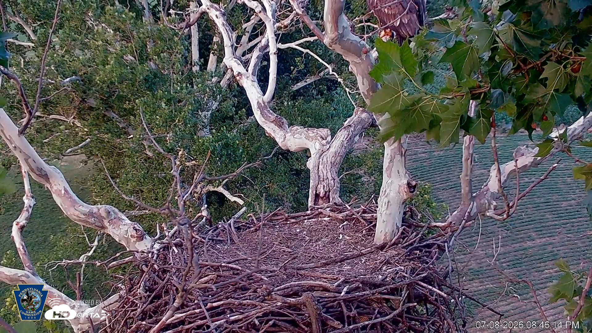 Snapshot of PA Farm Country Eagles Live Cams taken Jul 8, 2026, 8:48pm EDT