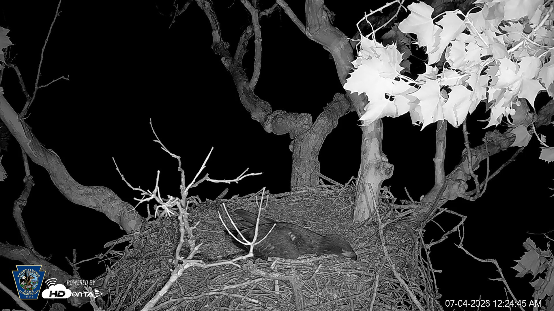 Snapshot of PA Farm Country Eagles Live Cams taken Jul 4, 2026, 12:25am EDT