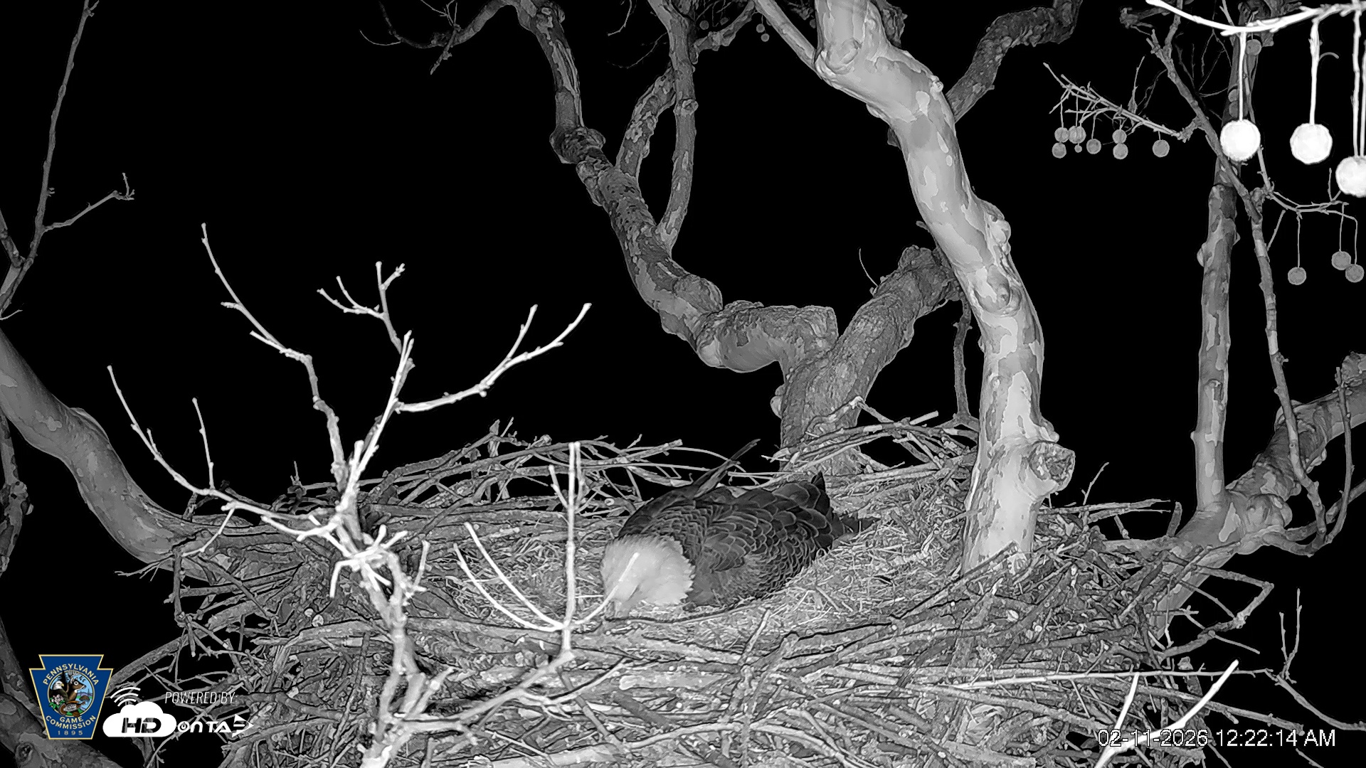 Snapshot of PA Farm Country Eagles Live Cams taken Feb 11, 2026, 12:23am EST