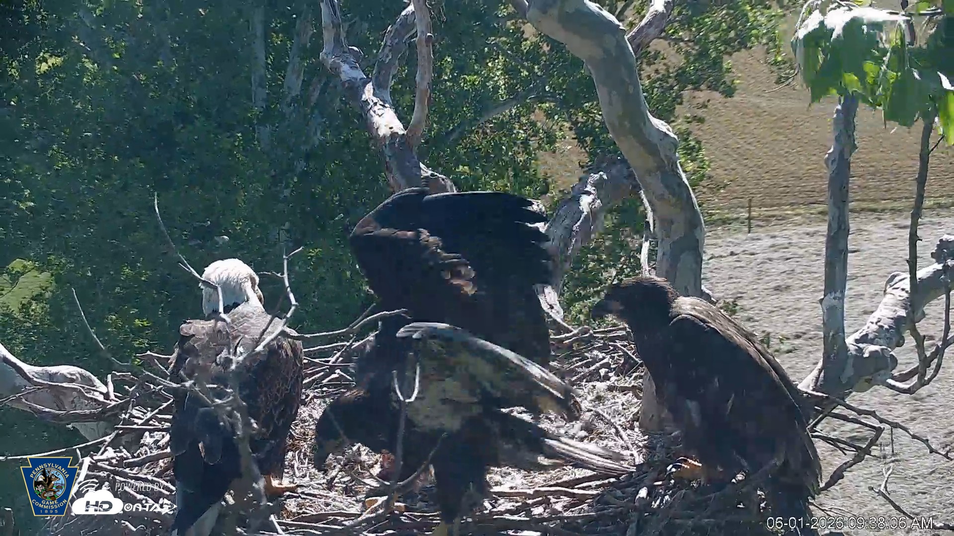 Snapshot of PA Farm Country Eagles Live Cams taken Jun 1, 2026, 9:38am EDT