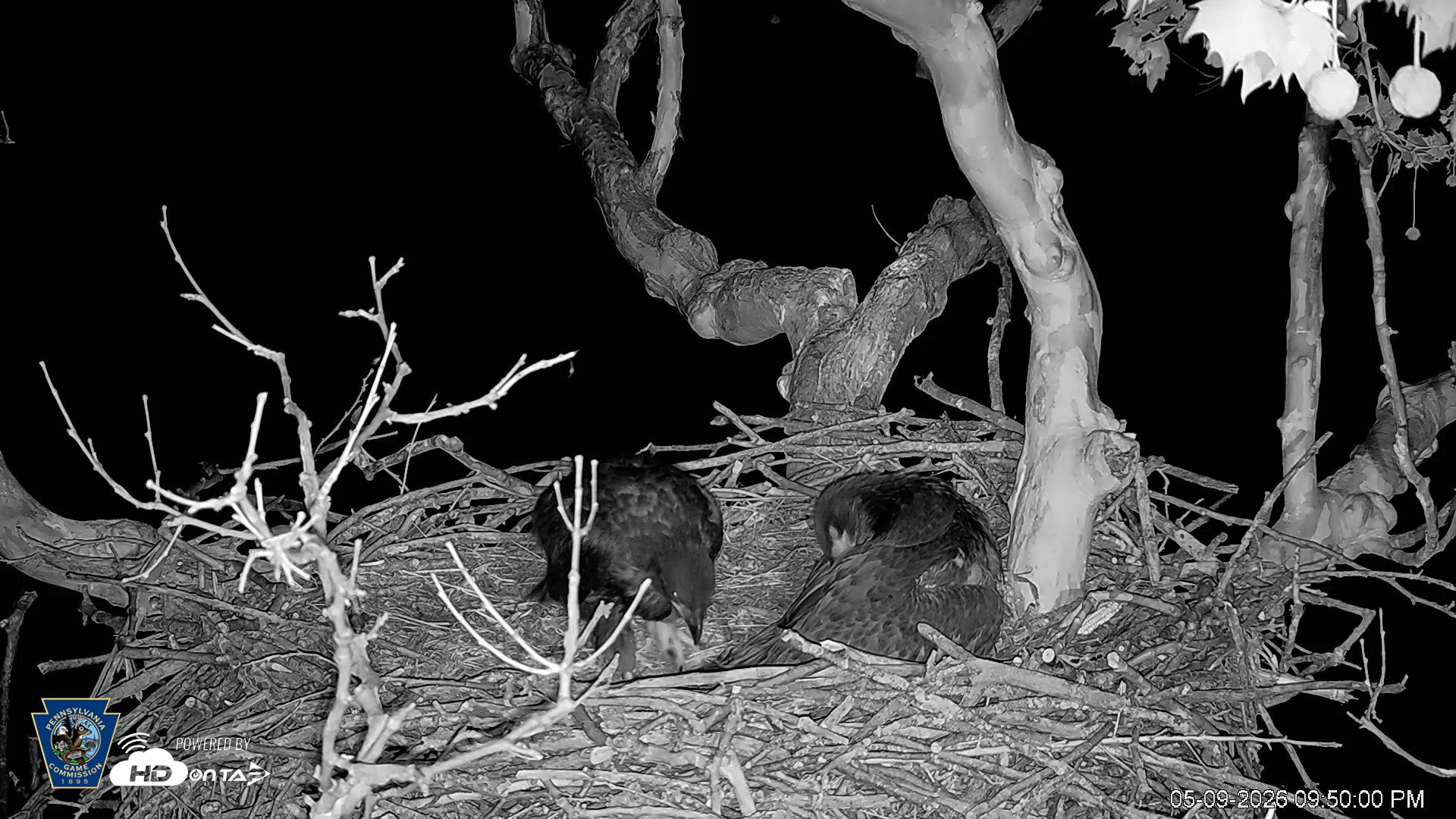 Snapshot of PA Farm Country Eagles Live Cams taken May 9, 2026, 9:51pm EDT