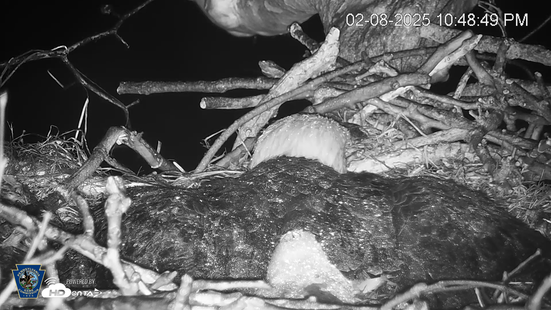 Snapshot of PA Farm Country Eagles Live Cams taken Feb 8, 2025, 10:49pm EST