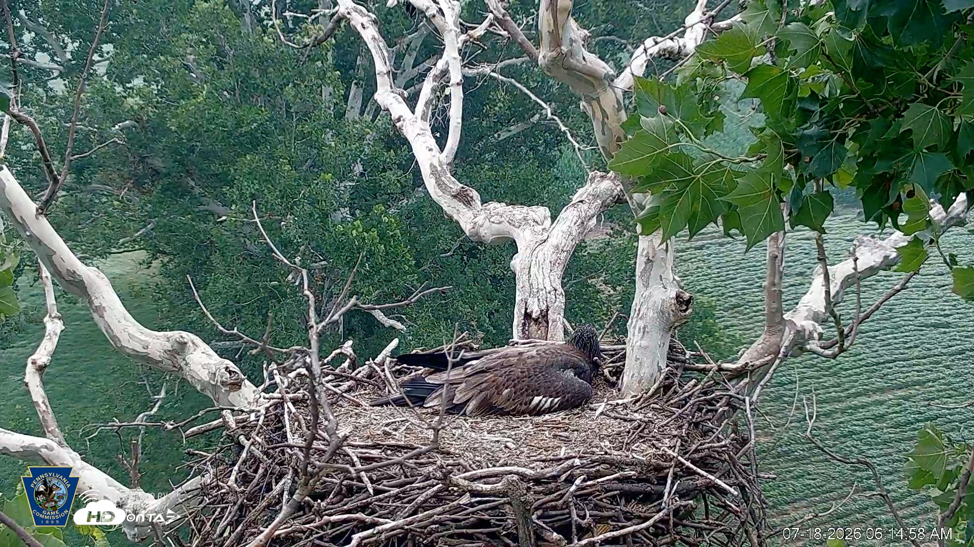 Snapshot of PA Farm Country Eagles Live Cams taken Jul 18, 2026, 6:16am EDT