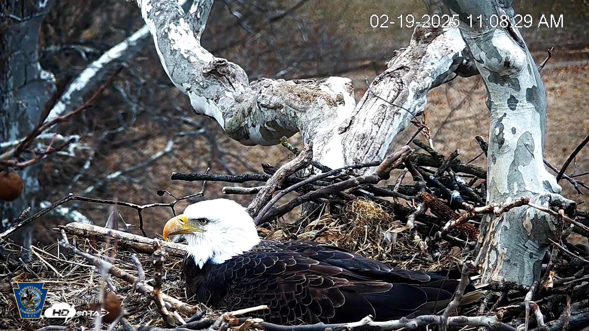 Snapshot of PA Farm Country Eagles Live Cams taken Feb 19, 2025, 11:09am EST