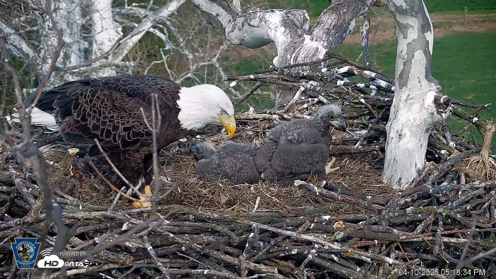 Snapshot of PA Farm Country Eagles Live Cams taken Apr 10, 2026, 5:19pm EDT