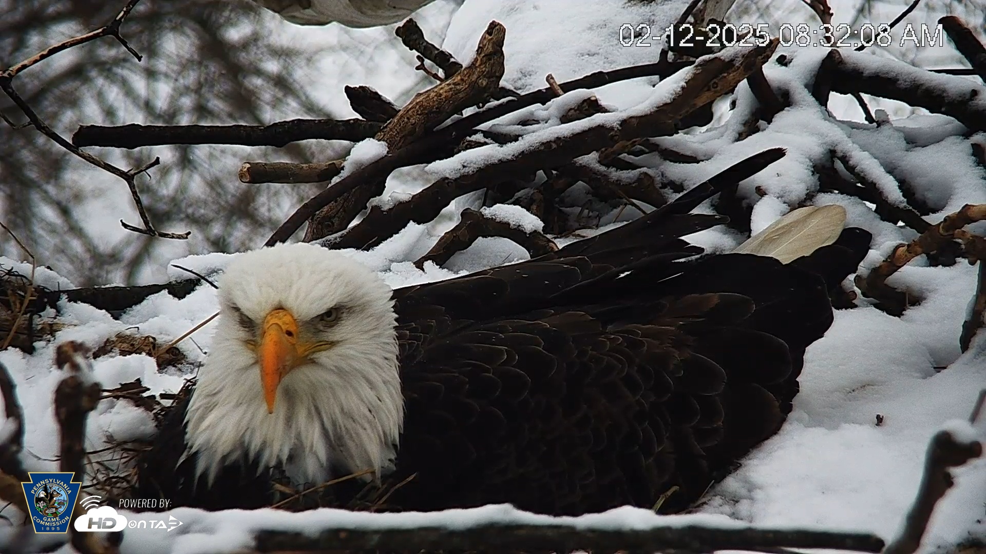 Snapshot of PA Farm Country Eagles Live Cams taken Feb 12, 2025, 8:32am EST