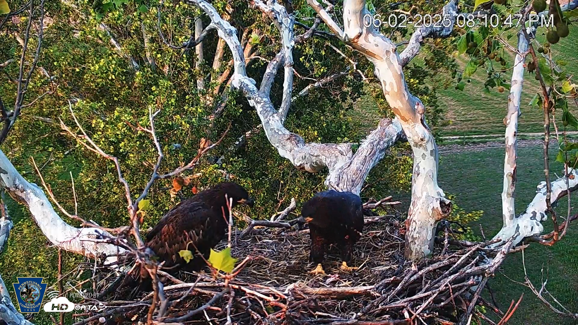 Snapshot of PA Farm Country Eagles Live Cams taken Jun 2, 2025, 8:11pm EDT