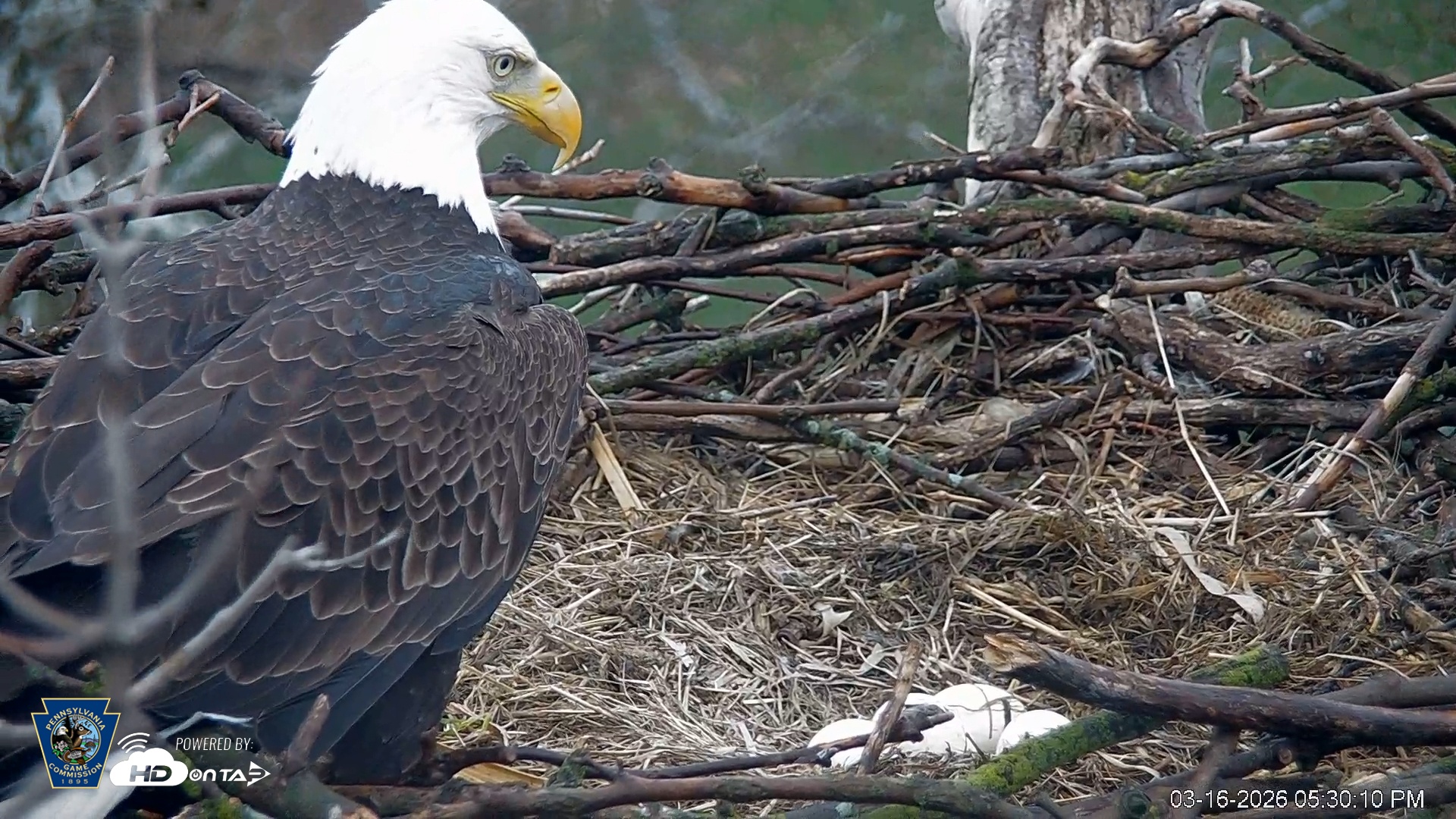 Snapshot of PA Farm Country Eagles Live Cams taken Mar 16, 2026, 5:30pm EDT