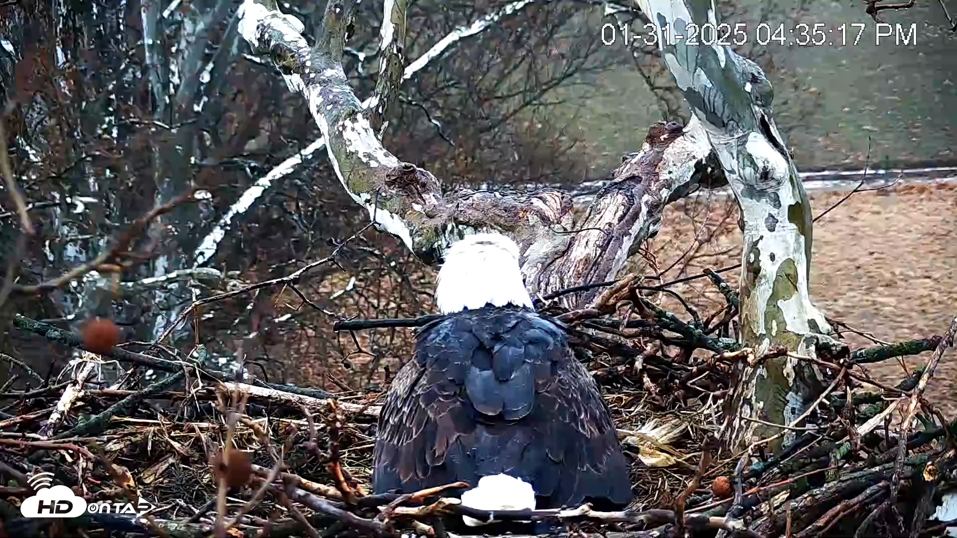 Snapshot of PA Farm Country Eagles Live Cams taken Jan 31, 2025, 4:36pm EST