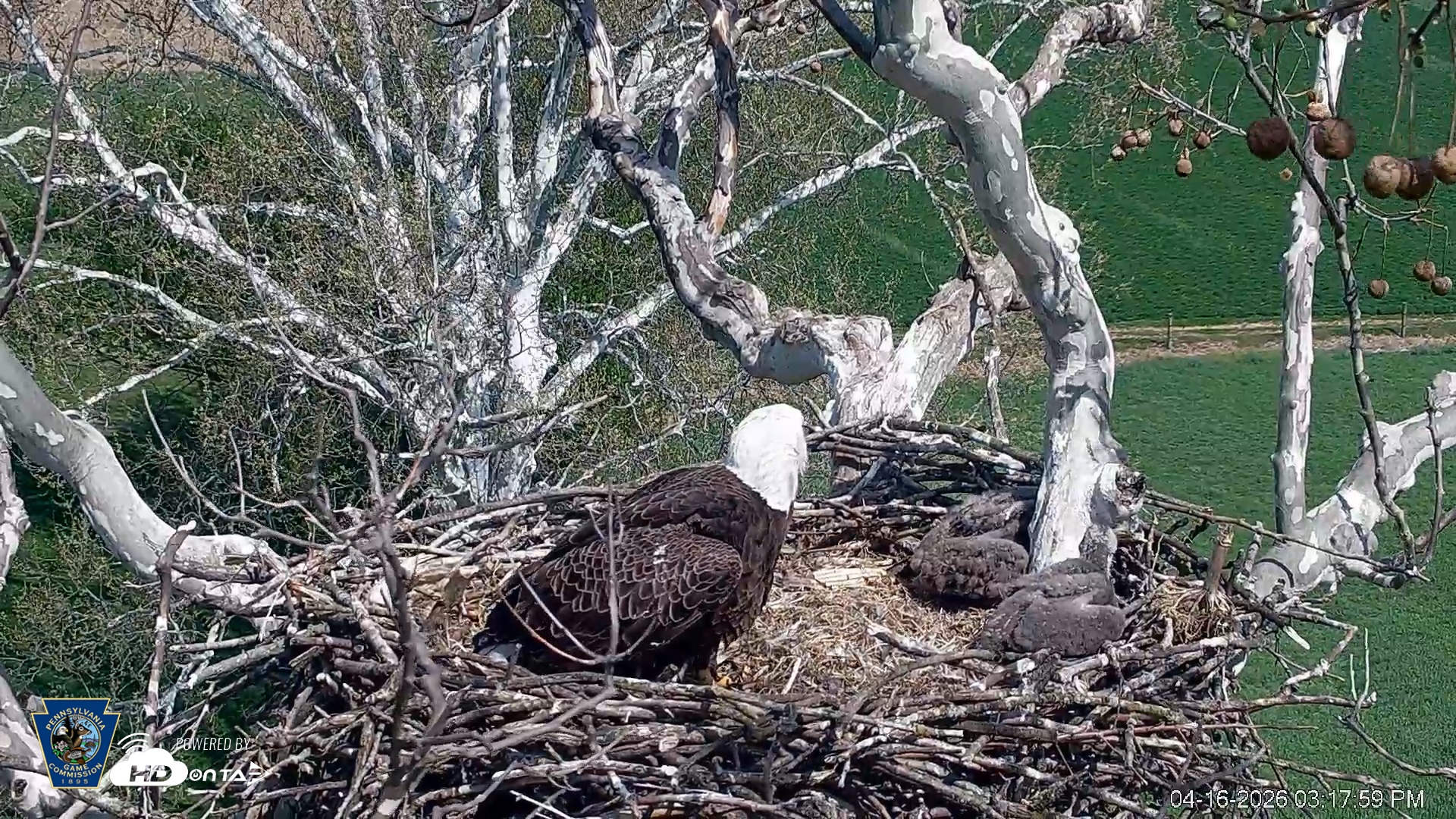 Snapshot of PA Farm Country Eagles Live Cams taken Apr 16, 2026, 3:18pm EDT