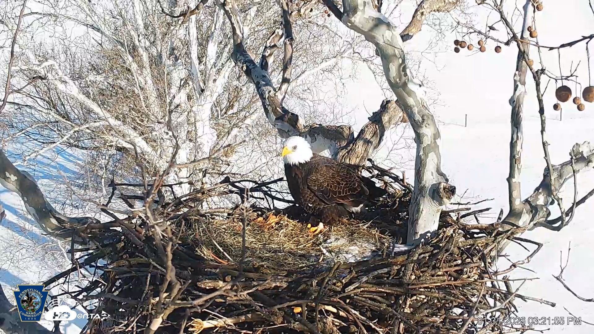 Snapshot of PA Farm Country Eagles Live Cams taken Jan 31, 2026, 3:22pm EST