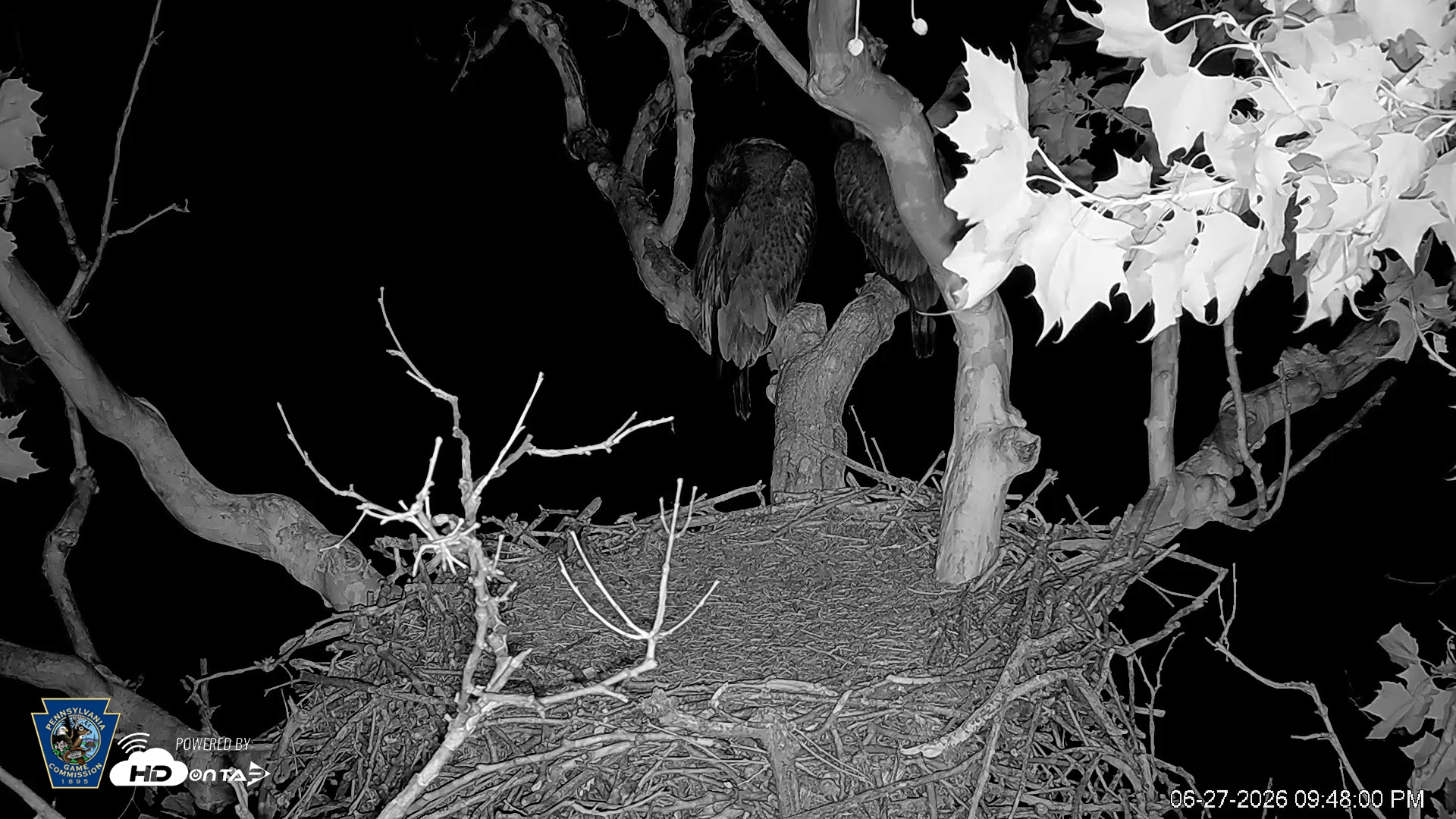 Snapshot of PA Farm Country Eagles Live Cams taken Jun 27, 2026, 9:49pm EDT