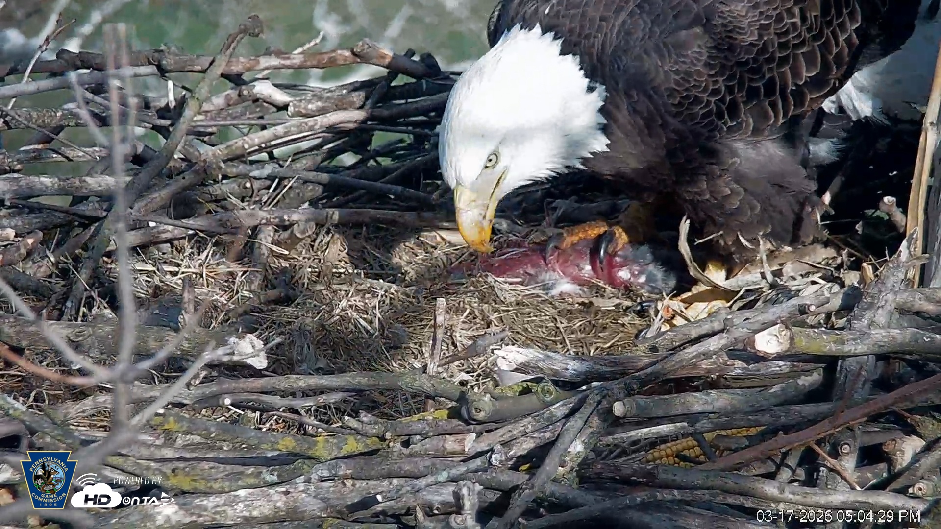 Snapshot of PA Farm Country Eagles Live Cams taken Mar 17, 2026, 5:05pm EDT