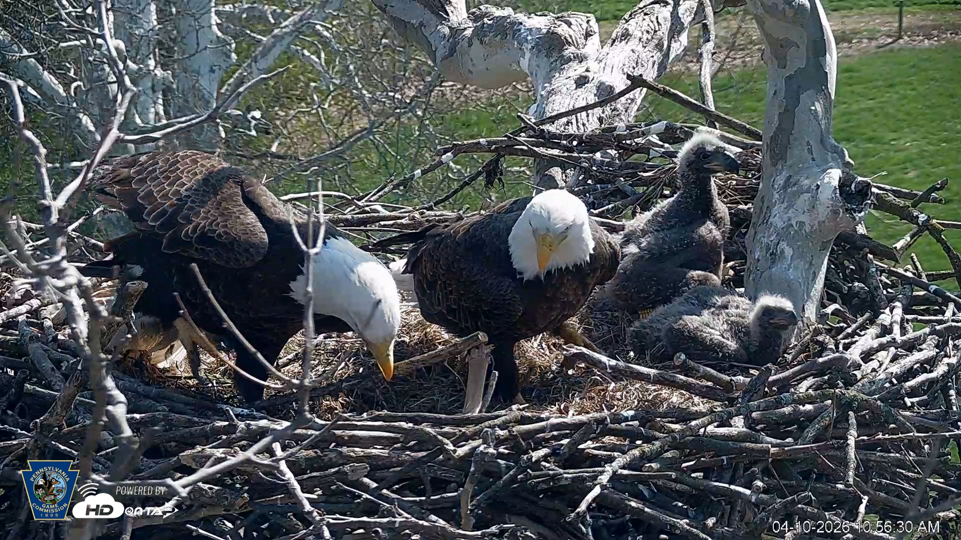 Snapshot of PA Farm Country Eagles Live Cams taken Apr 10, 2026, 10:57am EDT
