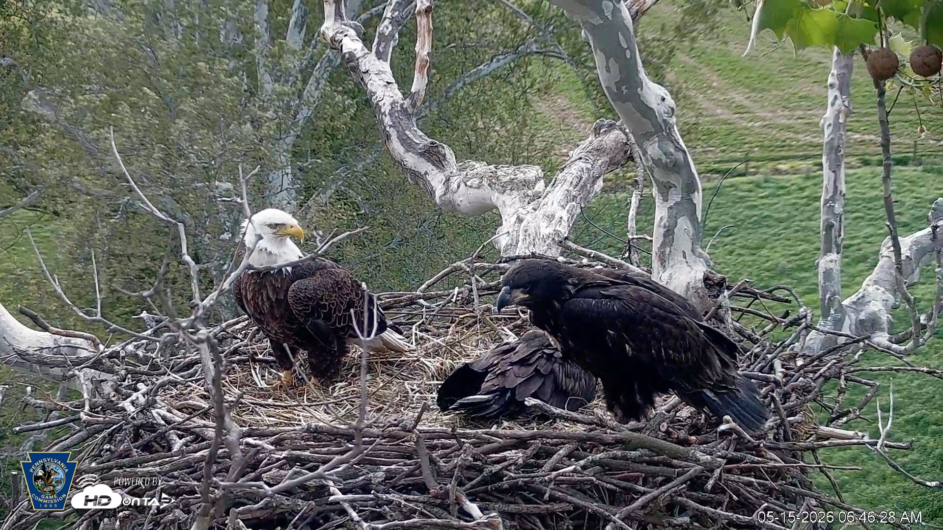Snapshot of PA Farm Country Eagles Live Cams taken May 15, 2026, 6:47am EDT