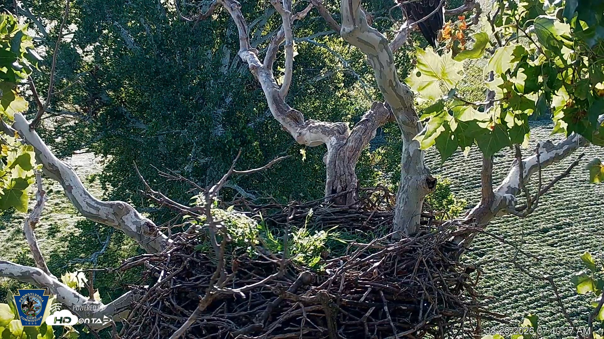 Snapshot of PA Farm Country Eagles Live Cams taken Aug 29, 2026, 7:41am EDT