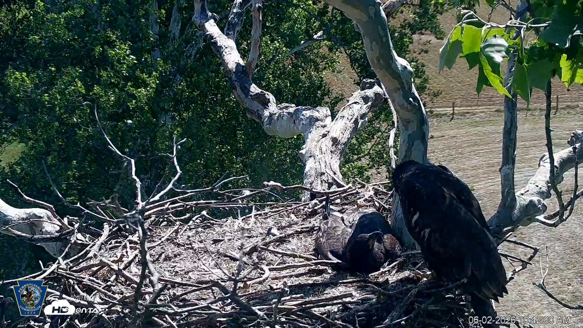Snapshot of PA Farm Country Eagles Live Cams taken Jun 2, 2026, 10:42am EDT