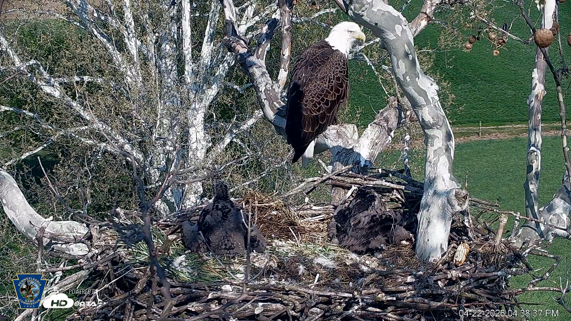 Snapshot of PA Farm Country Eagles Live Cams taken Apr 22, 2026, 4:39pm EDT