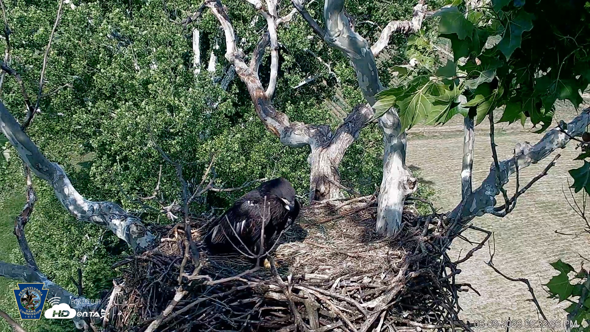 Snapshot of PA Farm Country Eagles Live Cams taken Jun 9, 2026, 5:33pm EDT