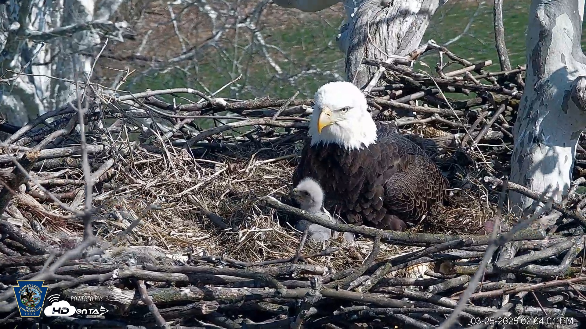 Snapshot of PA Farm Country Eagles Live Cams taken Mar 25, 2026, 2:04pm EDT