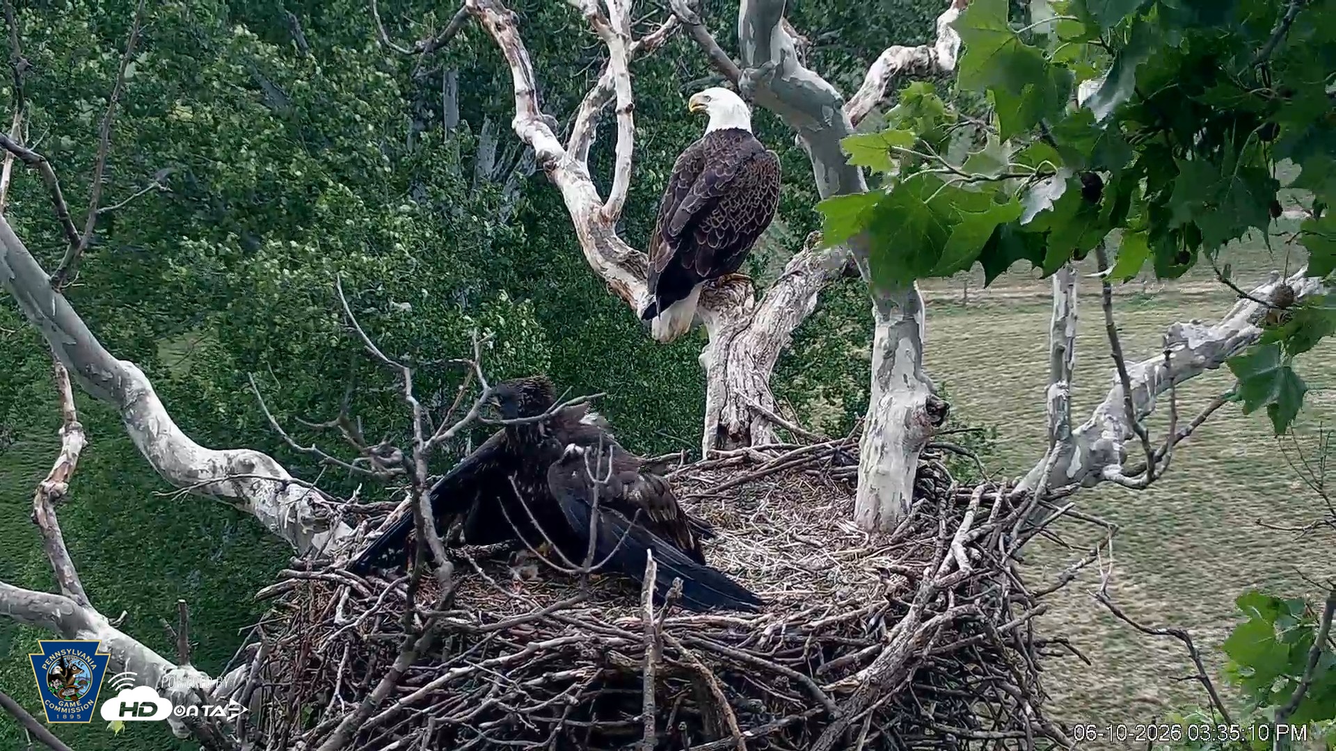 Snapshot of PA Farm Country Eagles Live Cams taken Jun 10, 2026, 3:36pm EDT
