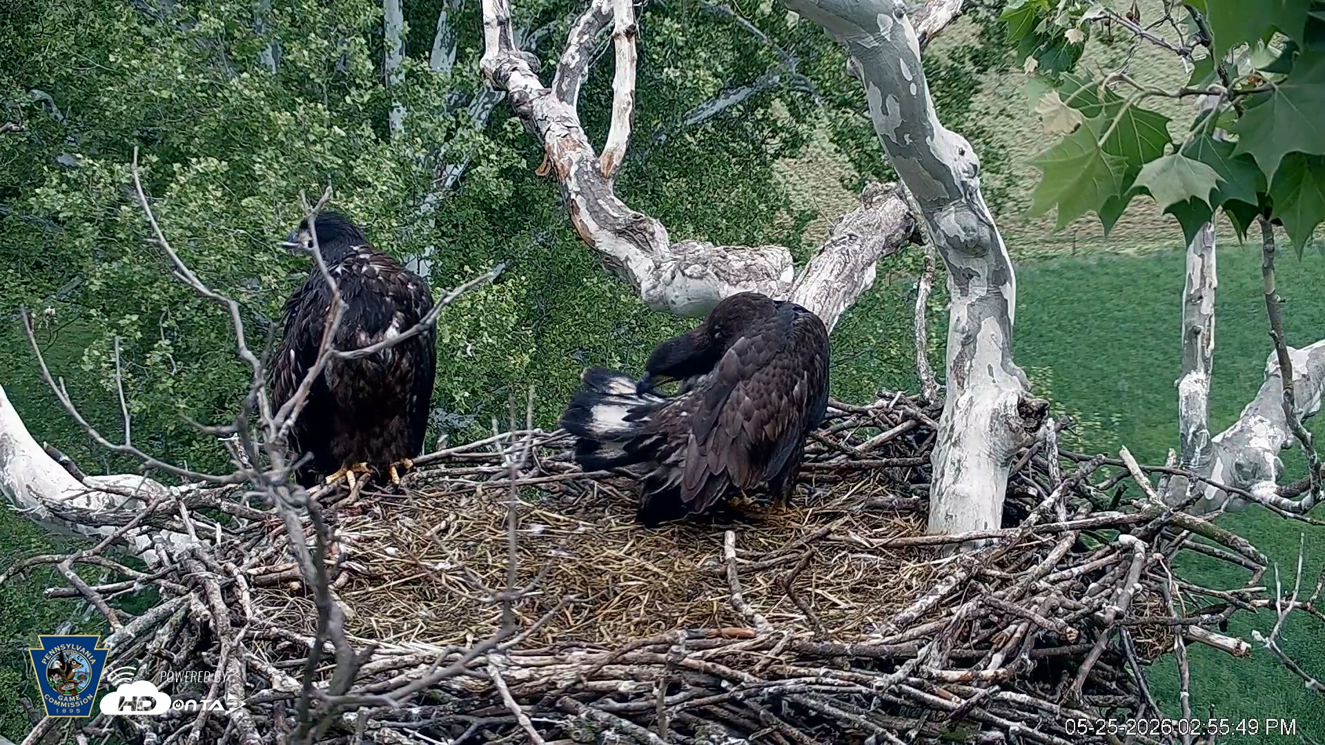 Snapshot of PA Farm Country Eagles Live Cams taken May 25, 2026, 2:56pm EDT