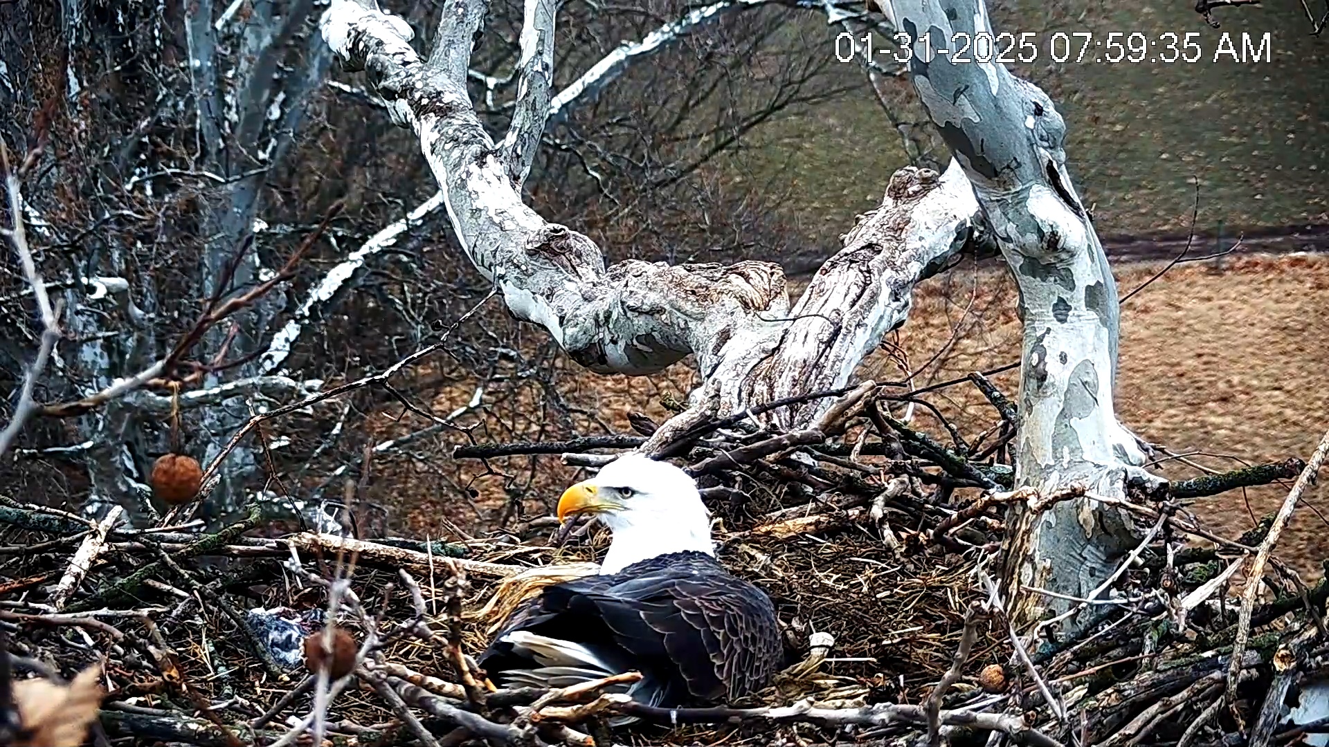 Snapshot of PA Farm Country Eagles Live Cams taken Jan 31, 2025, 8:00am EST