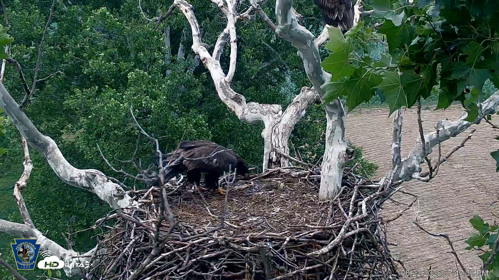 Snapshot of PA Farm Country Eagles Live Cams taken Jun 22, 2026, 7:47pm EDT