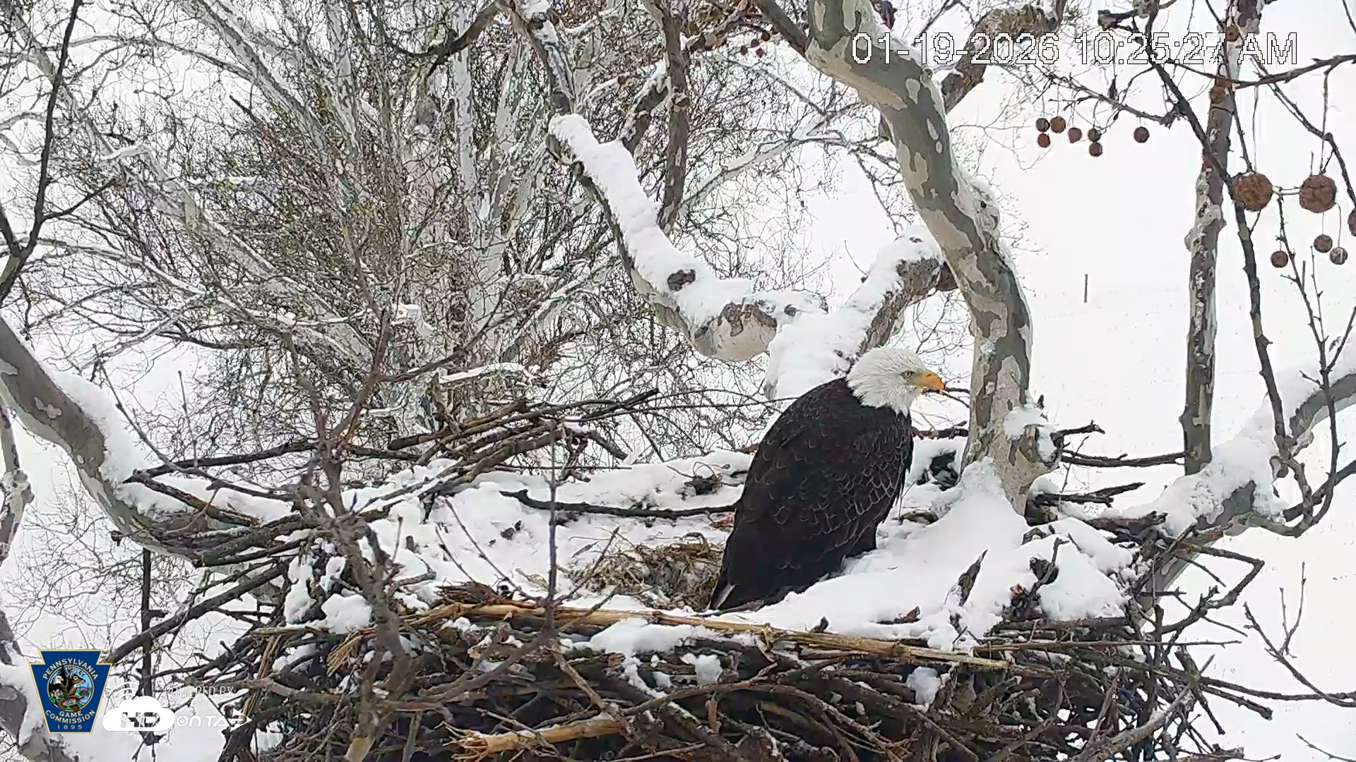 Snapshot of PA Farm Country Eagles Live Cams taken Jan 19, 2026, 10:26am EST