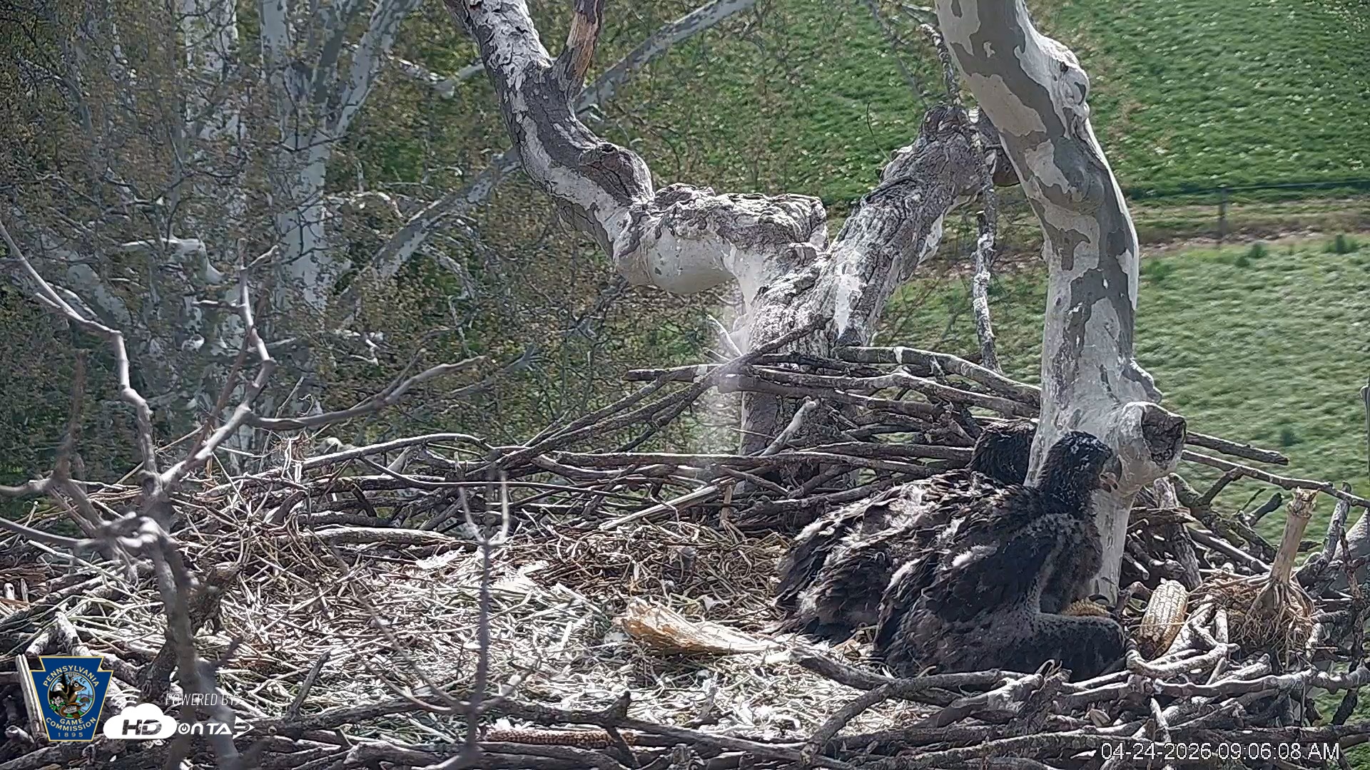 Snapshot of PA Farm Country Eagles Live Cams taken Apr 24, 2026, 9:07am EDT