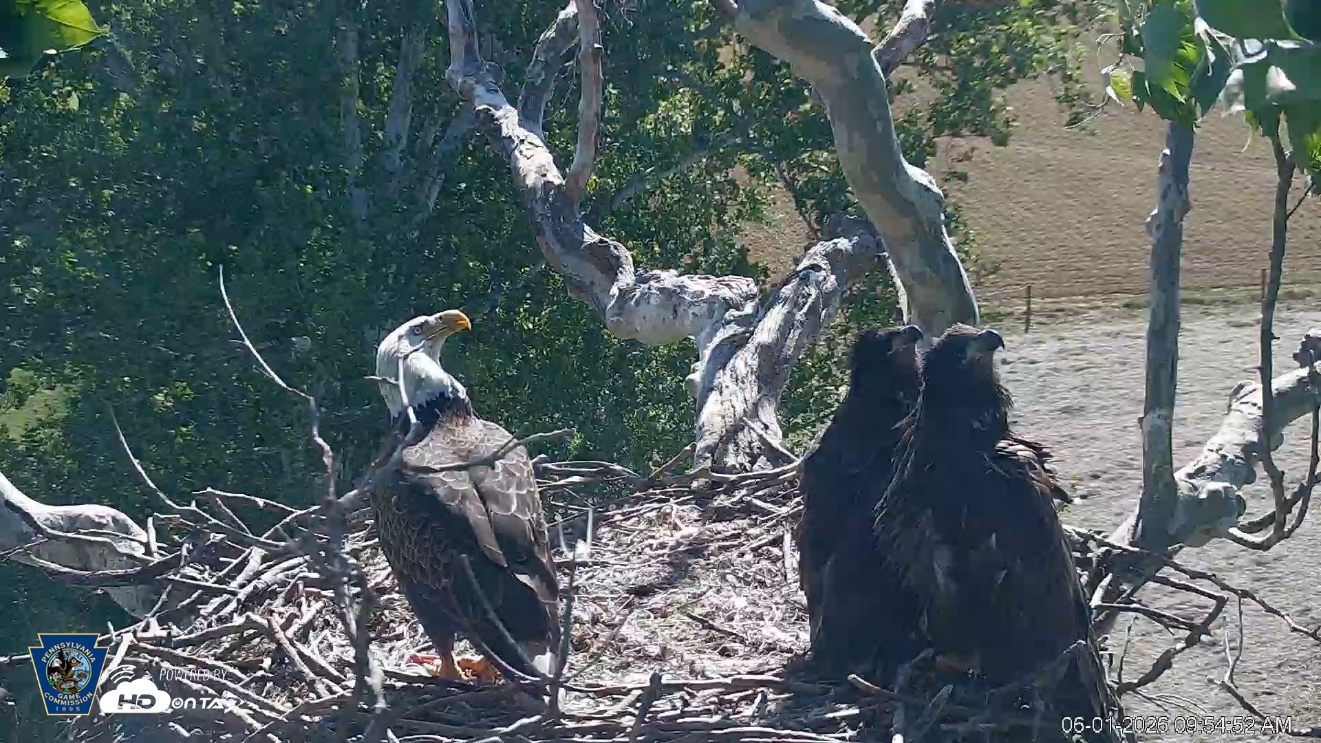 Snapshot of PA Farm Country Eagles Live Cams taken Jun 1, 2026, 9:57am EDT
