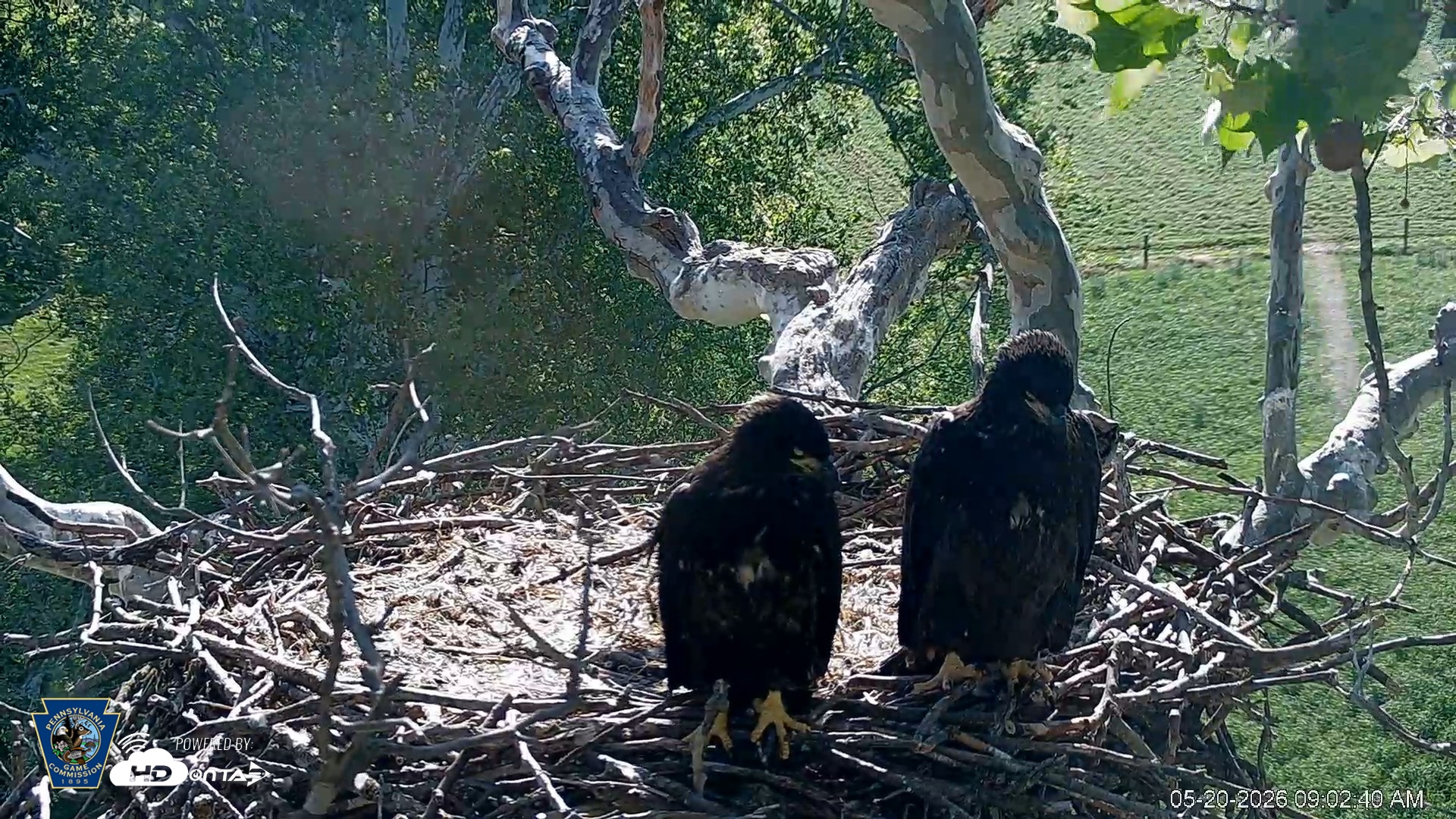 Snapshot of PA Farm Country Eagles Live Cams taken May 20, 2026, 9:03am EDT