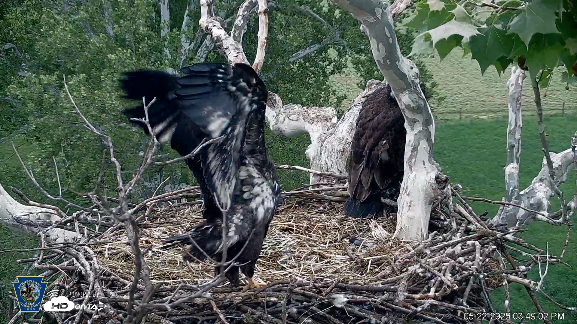 Snapshot of PA Farm Country Eagles Live Cams taken May 22, 2026, 3:50pm EDT