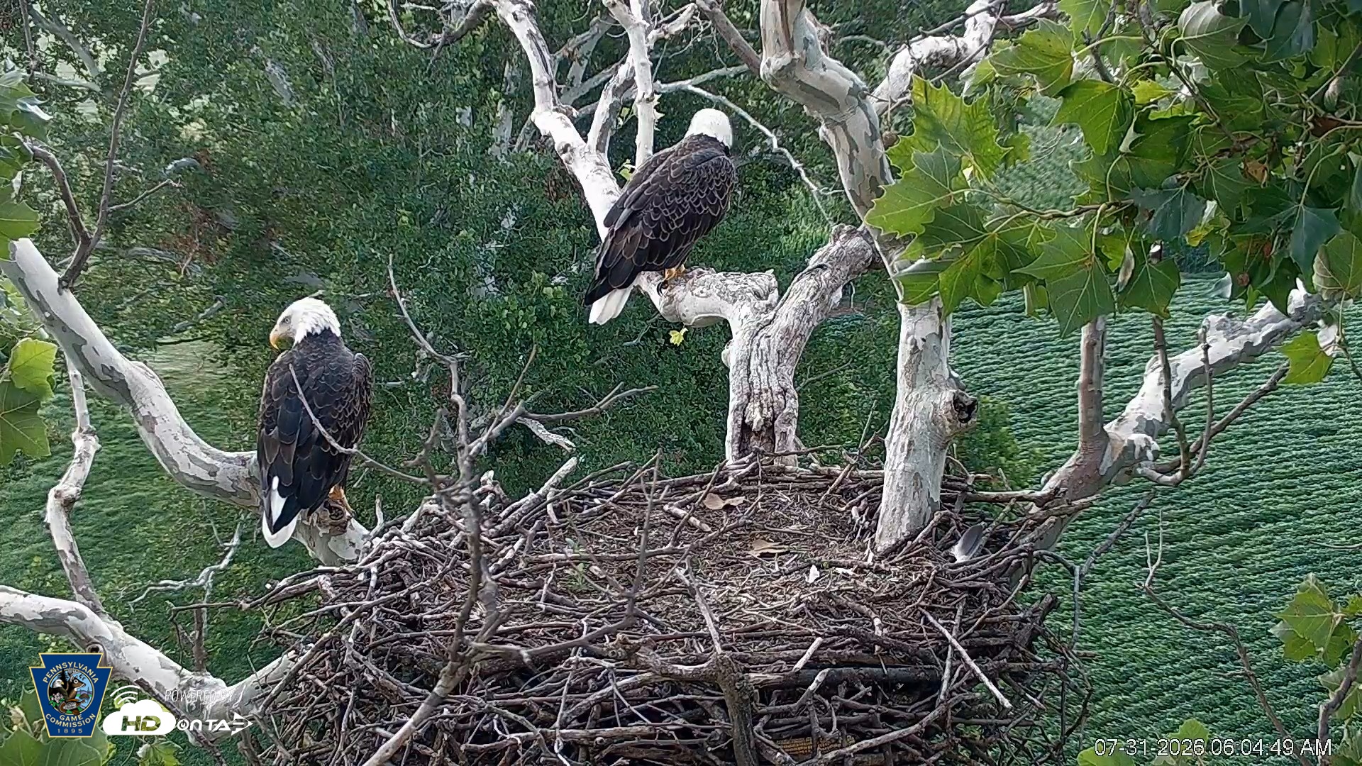 Snapshot of PA Farm Country Eagles Live Cams taken Jul 31, 2026, 6:05am EDT