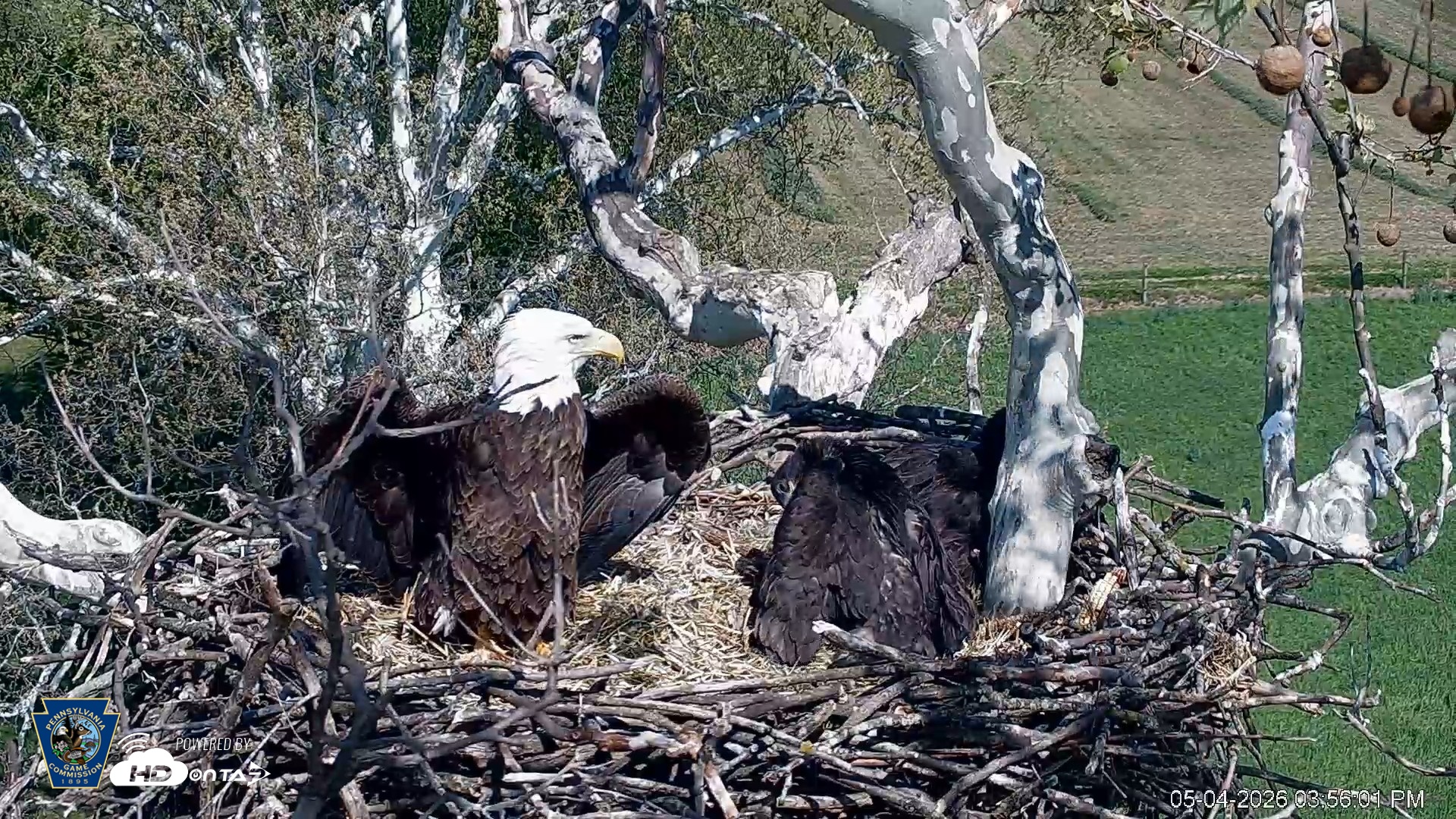 Snapshot of PA Farm Country Eagles Live Cams taken May 4, 2026, 3:56pm EDT