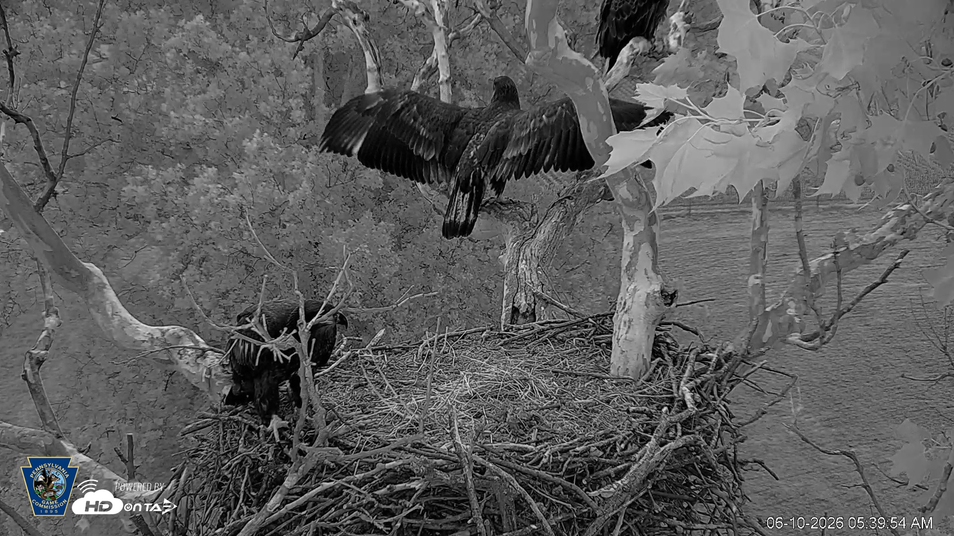 Snapshot of PA Farm Country Eagles Live Cams taken Jun 10, 2026, 5:40am EDT