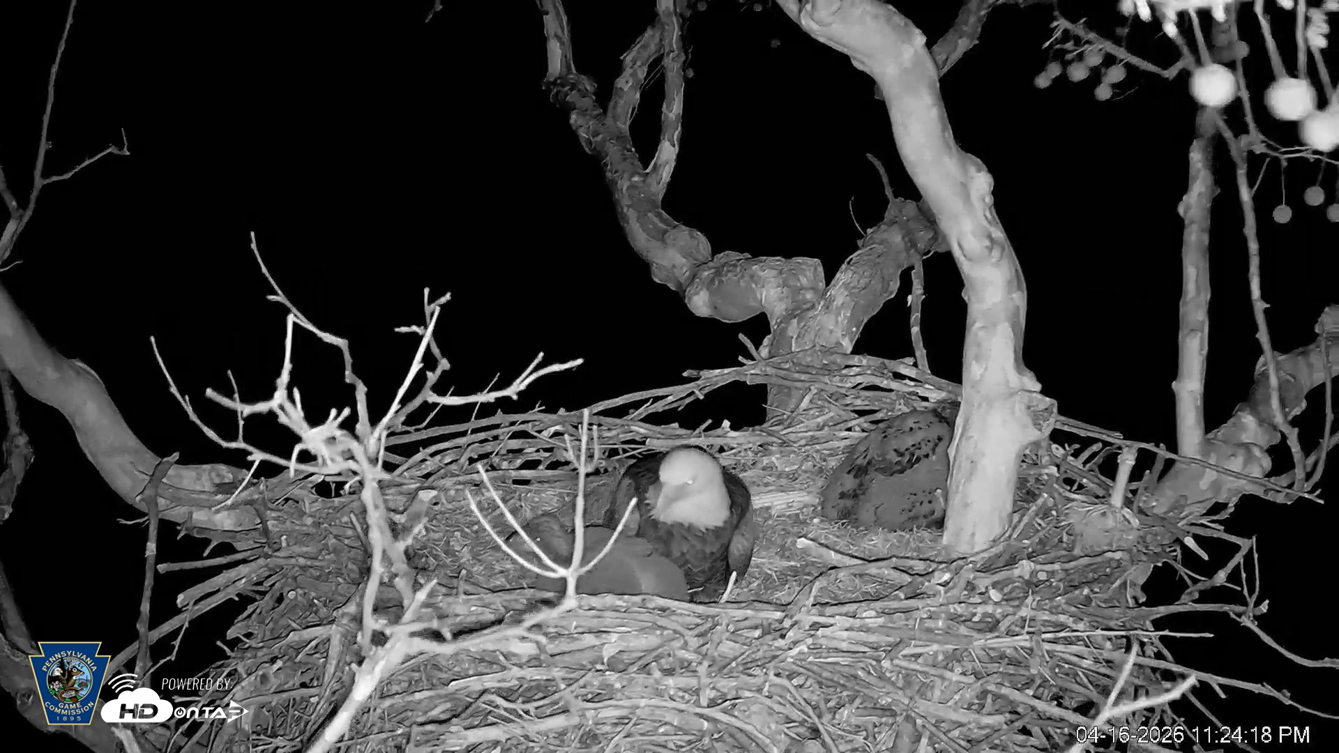 Snapshot of PA Farm Country Eagles Live Cams taken Apr 16, 2026, 11:25pm EDT