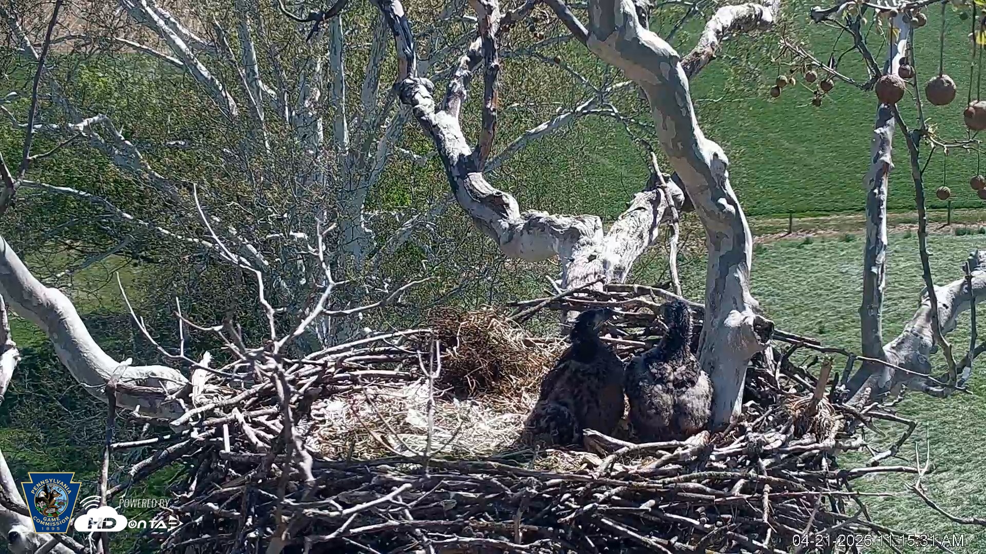 Snapshot of PA Farm Country Eagles Live Cams taken Apr 21, 2026, 11:16am EDT