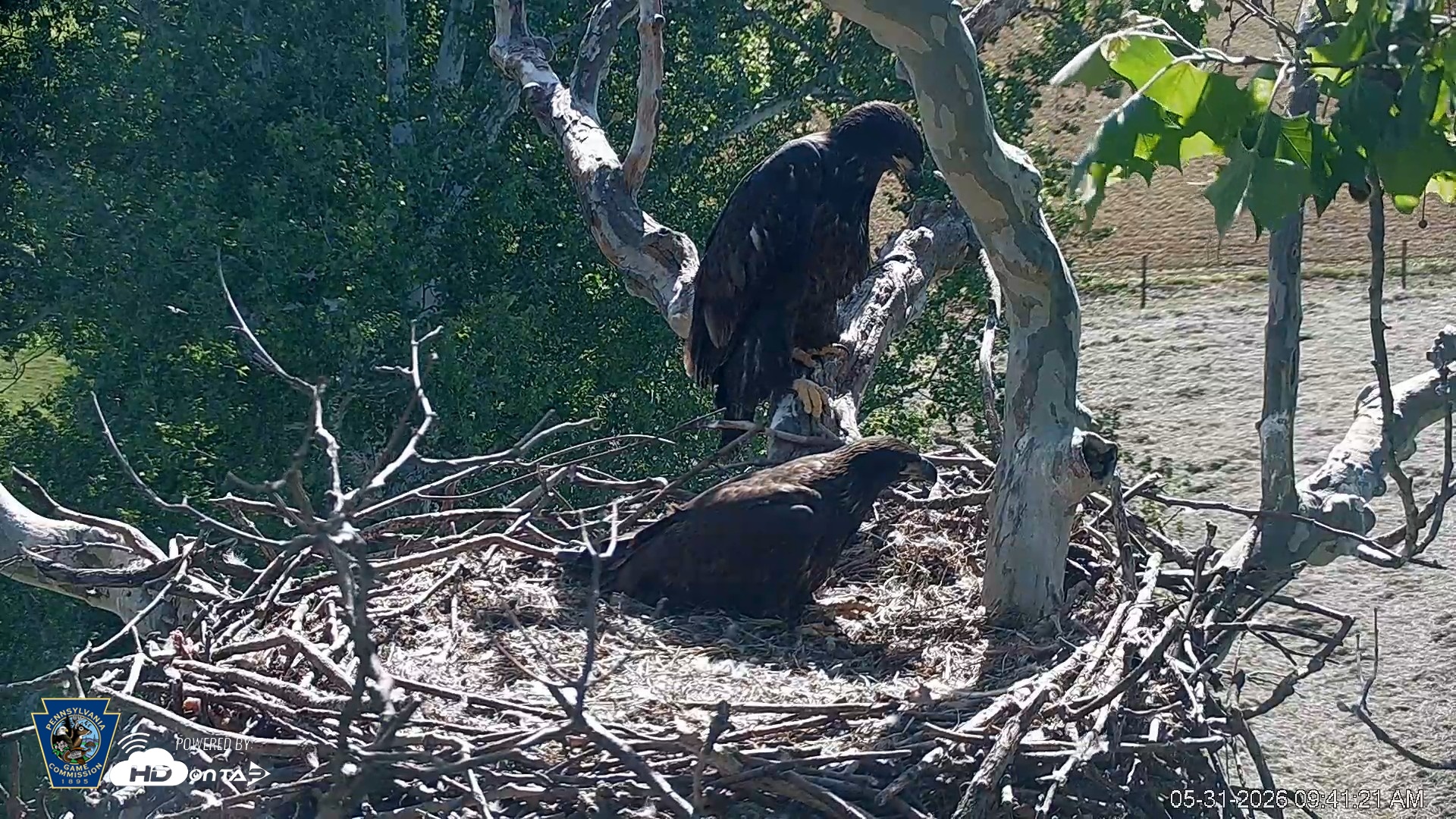 Snapshot of PA Farm Country Eagles Live Cams taken May 31, 2026, 9:43am EDT