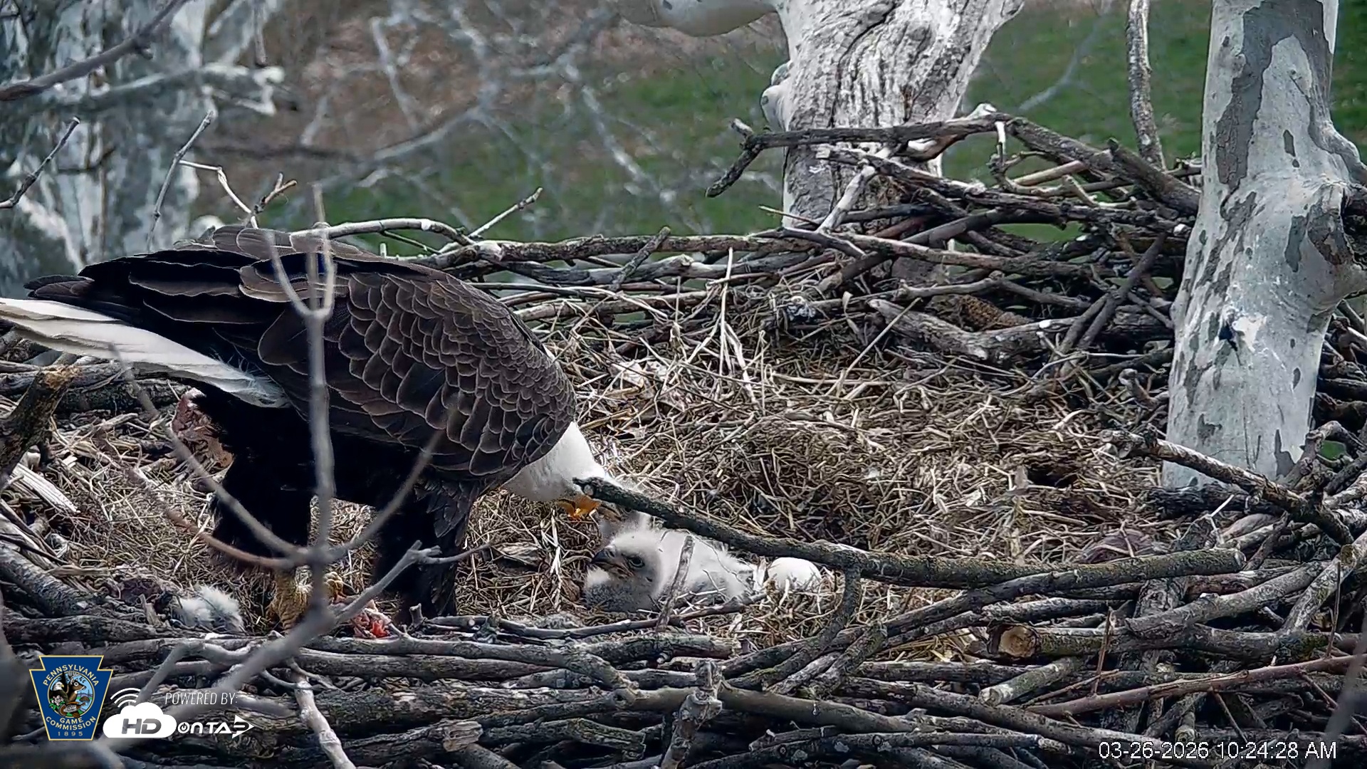 Snapshot of PA Farm Country Eagles Live Cams taken Mar 26, 2026, 10:25am EDT