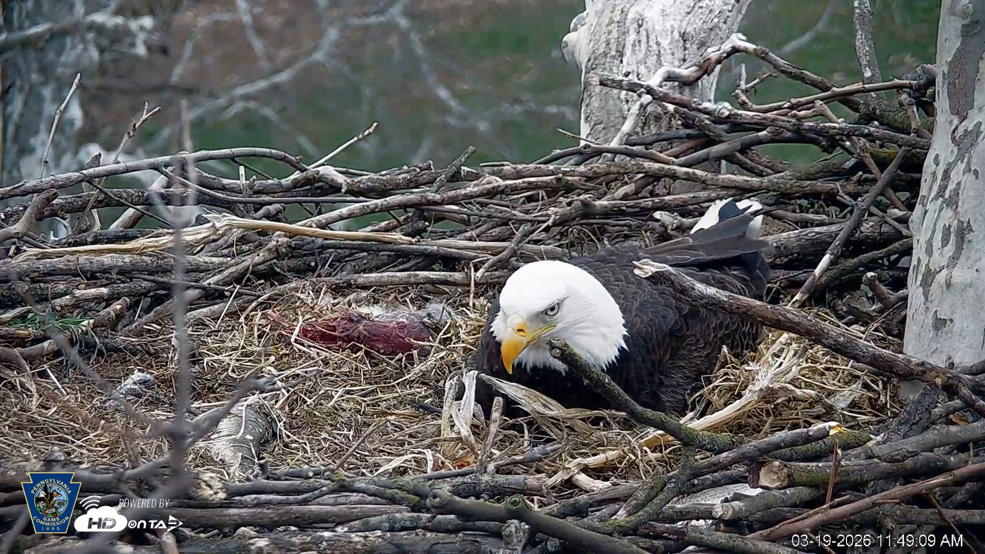 Snapshot of PA Farm Country Eagles Live Cams taken Mar 19, 2026, 11:50am EDT