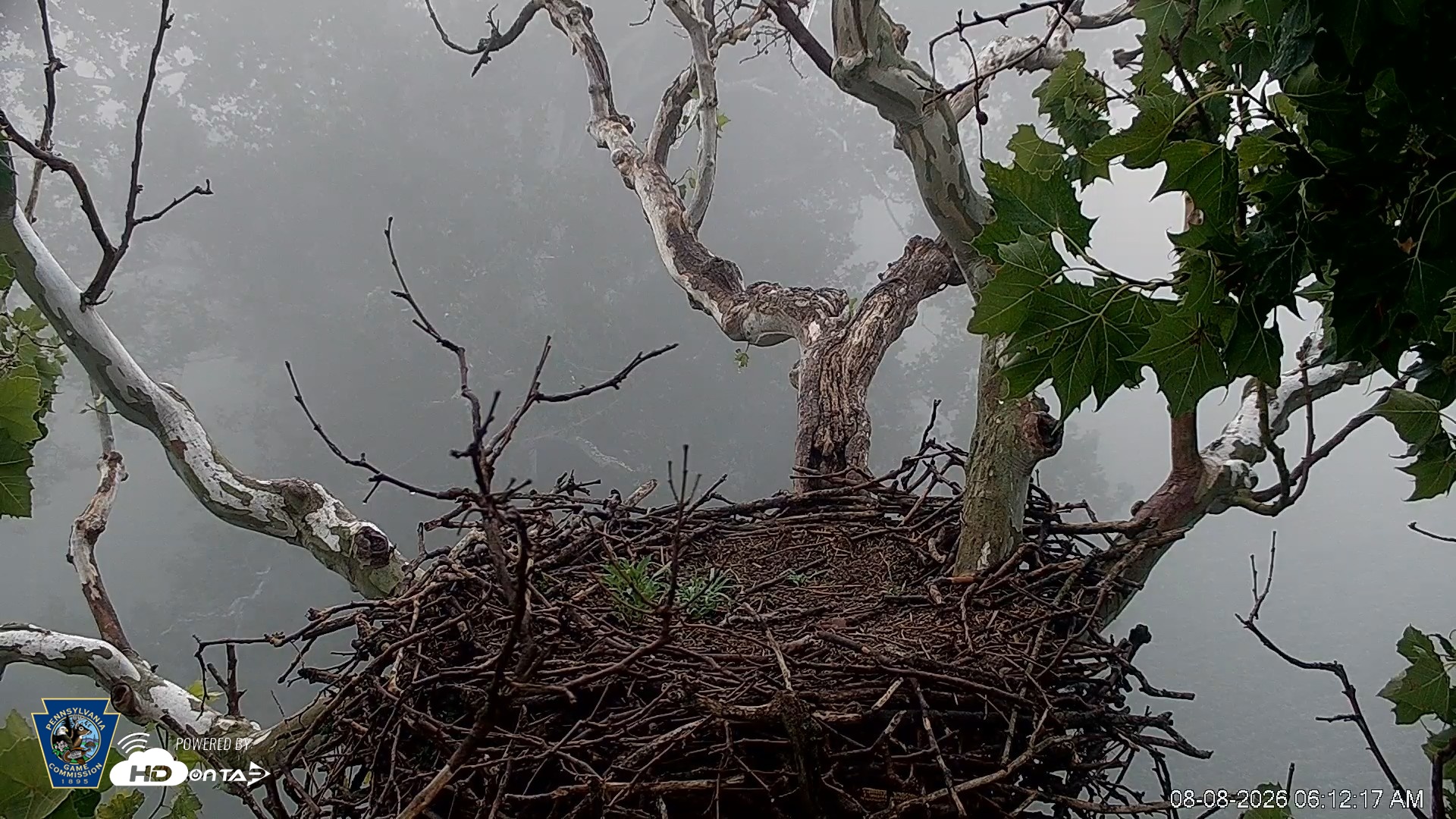 Snapshot of PA Farm Country Eagles Live Cams taken Aug 8, 2026, 6:13am EDT