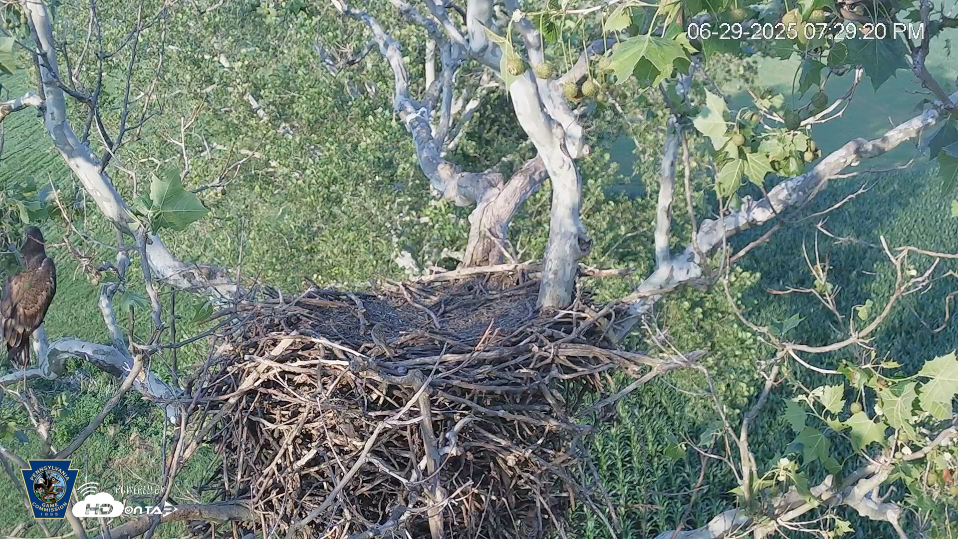 Snapshot of PA Farm Country Eagles Live Cams taken Jun 29, 2025, 7:29pm EDT