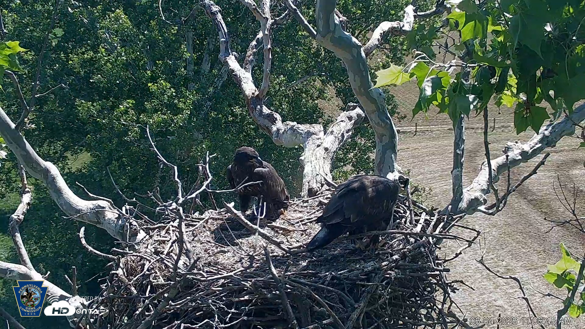 Snapshot of PA Farm Country Eagles Live Cams taken Jun 4, 2026, 11:07am EDT
