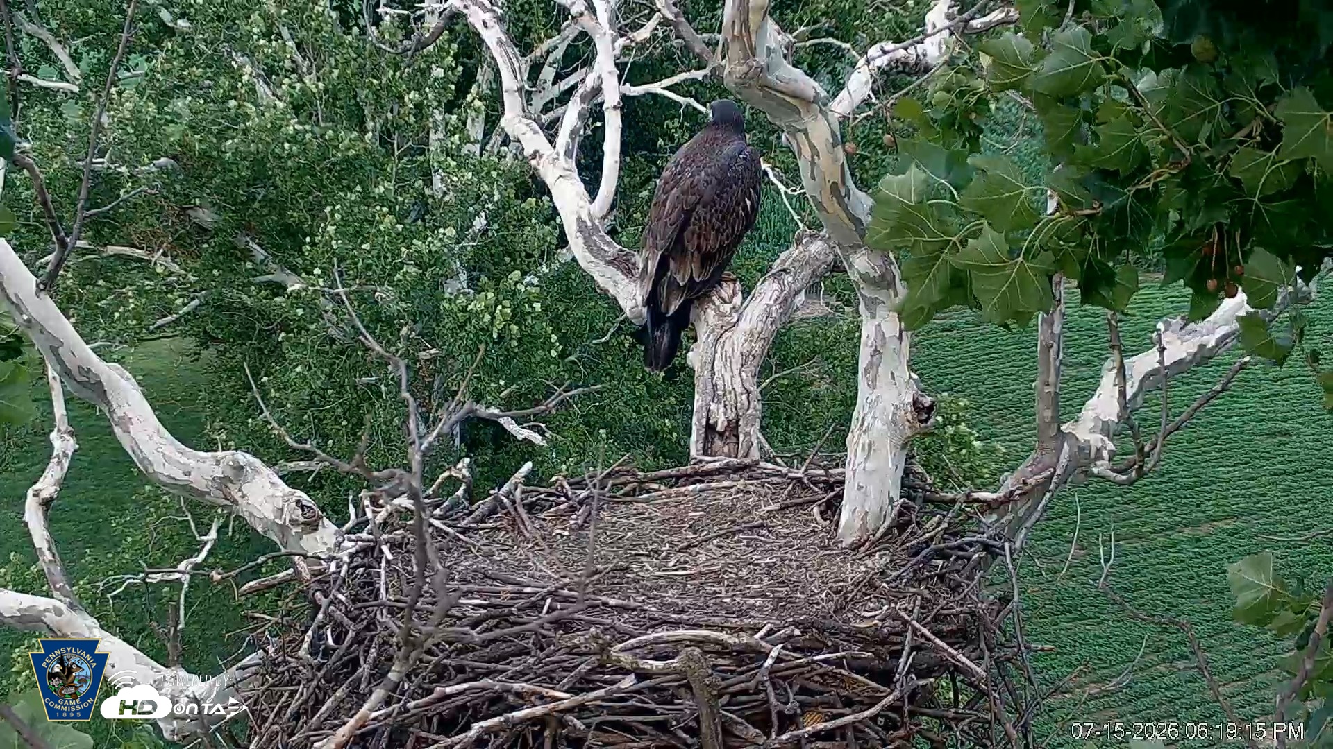 Snapshot of PA Farm Country Eagles Live Cams taken Jul 15, 2026, 6:20pm EDT