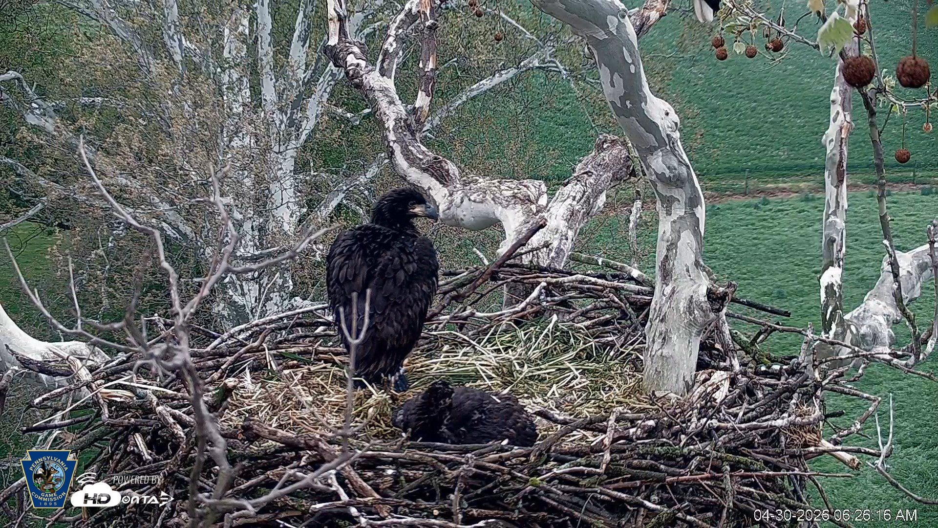 Snapshot of PA Farm Country Eagles Live Cams taken Apr 30, 2026, 6:27am EDT