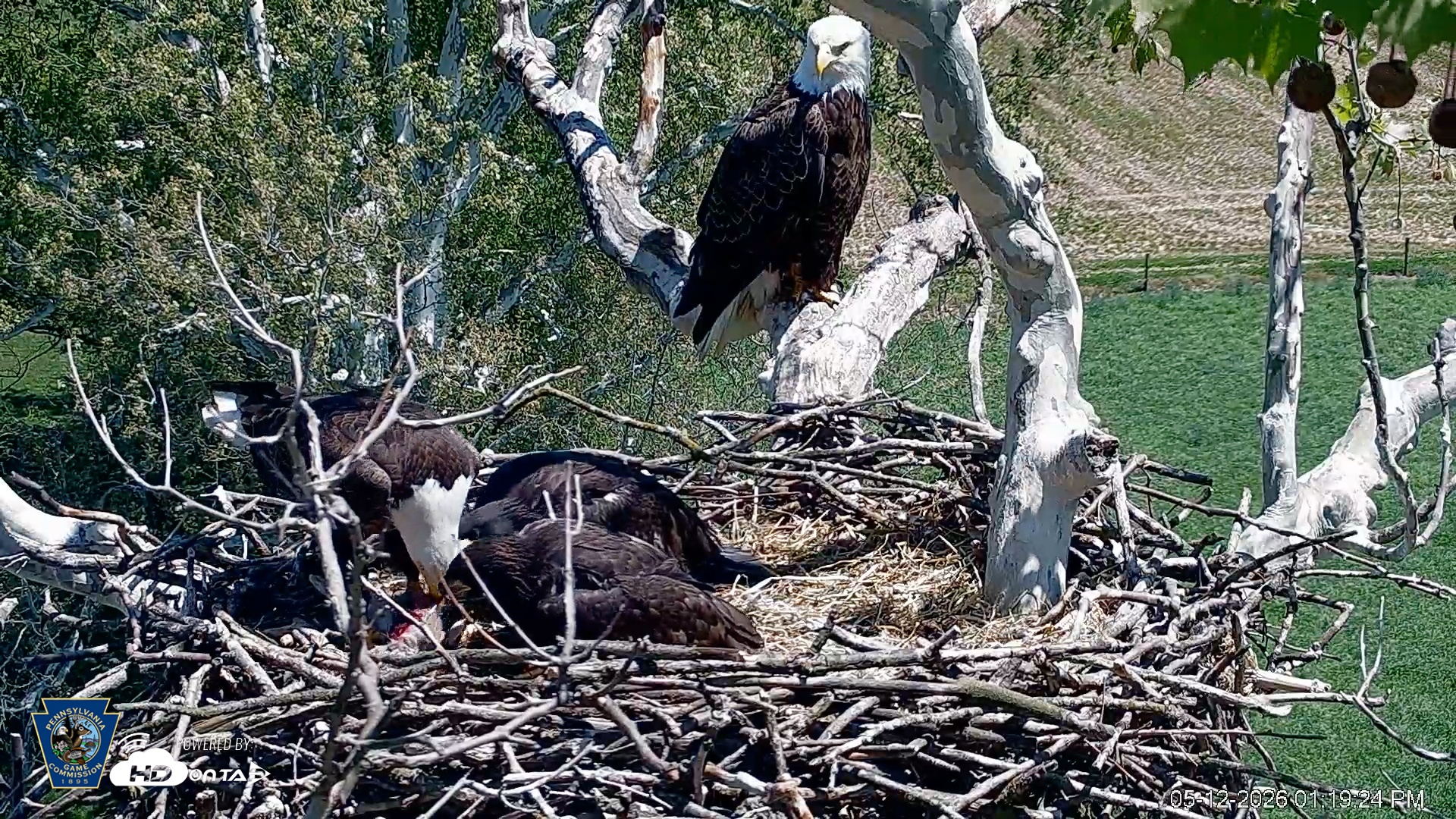 Snapshot of PA Farm Country Eagles Live Cams taken May 12, 2026, 1:20pm EDT